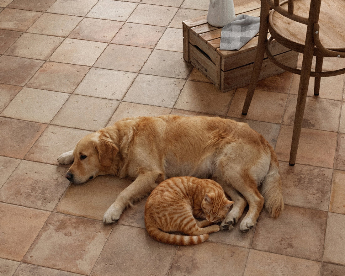 Quel carrelage choisir pour une maison avec animaux ?